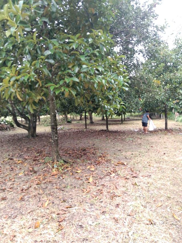 ขายที่ดิน อยู่ที่ประแส อำเภอแกลง ระยอง 3