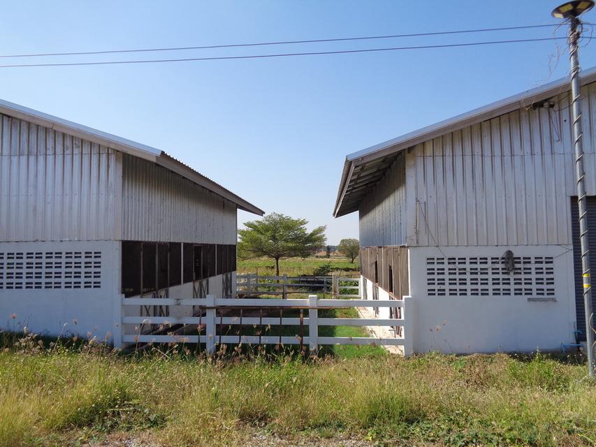 🚩 ขายที่ดิน พร้อมฟาร์มปศุสัตว์โครงสร้างครบ ขนาด 26 – 3 -19 ไร่ ตำบลสระจระเข้ อำเภอด่านขุนทด นครราชสีมา 9