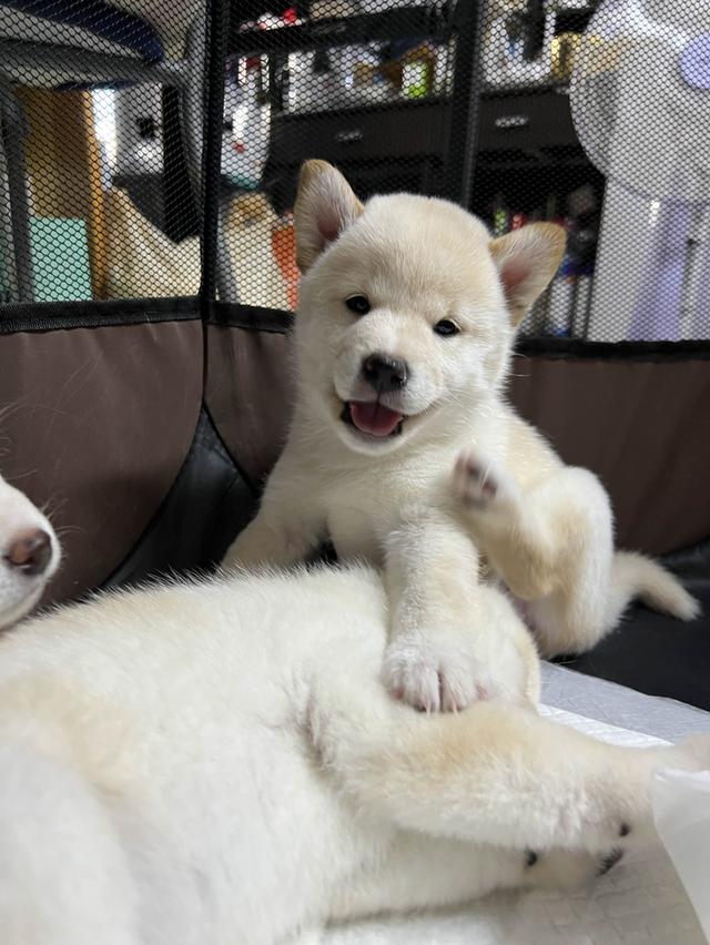ชิบะอินุ สีขาว เพศเมีย พร้อมย้ายบ้าน 1 มิ.ย. 68 6