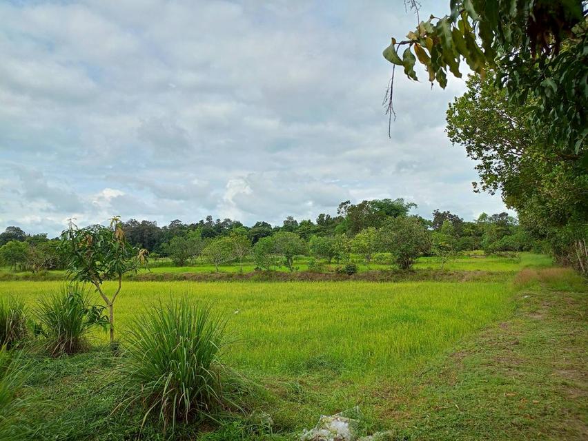 ขายที่ดินสวยๆ ติดถนน แปลงใหญ่ 8 ไร่กว่า ใน จ.อุบลราชธานี (N.1844) 2