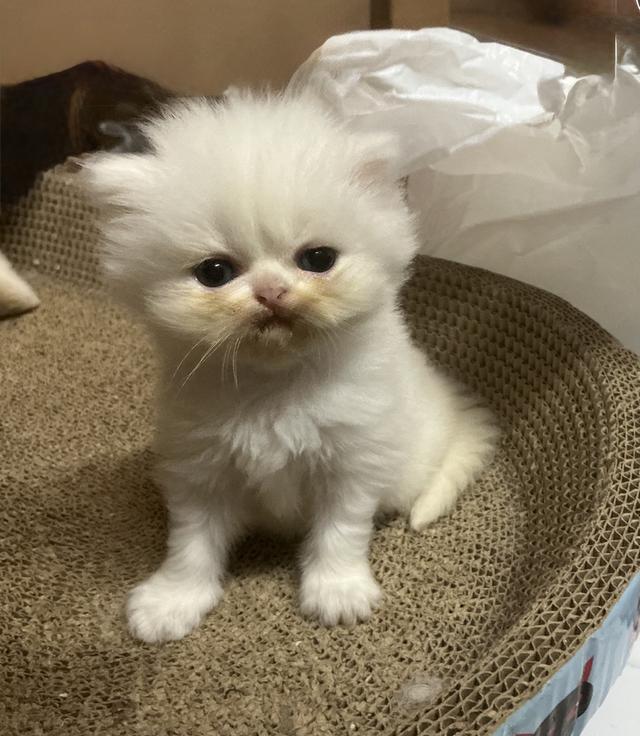 ลูกแมวเปอร์เซีย หน้าบี้หน้าหล่น หน้าตุ๊กตา เปิดกล้องดูเด็กๆได้ค่ะ รูปที่ 8