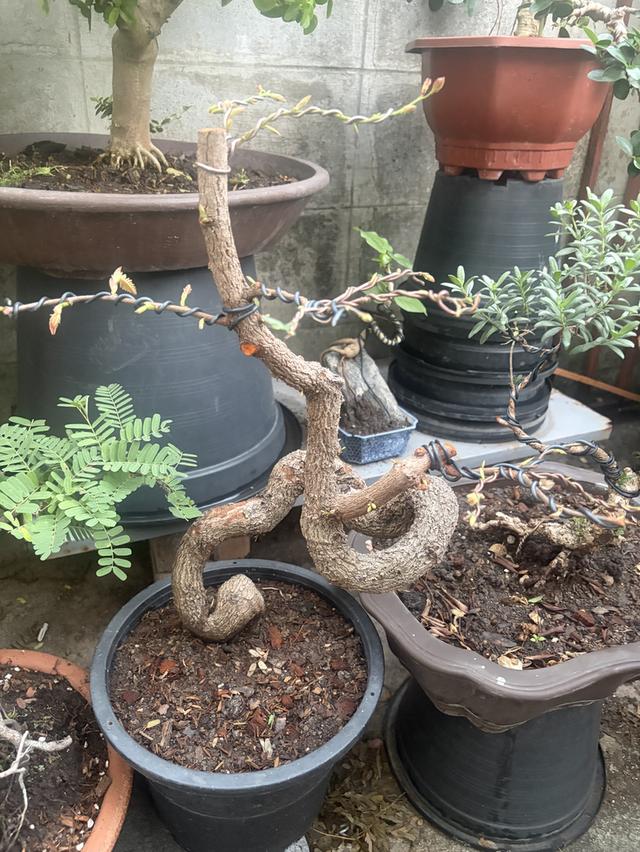 มะขามดัดบอนไซ ทรงบิด 3