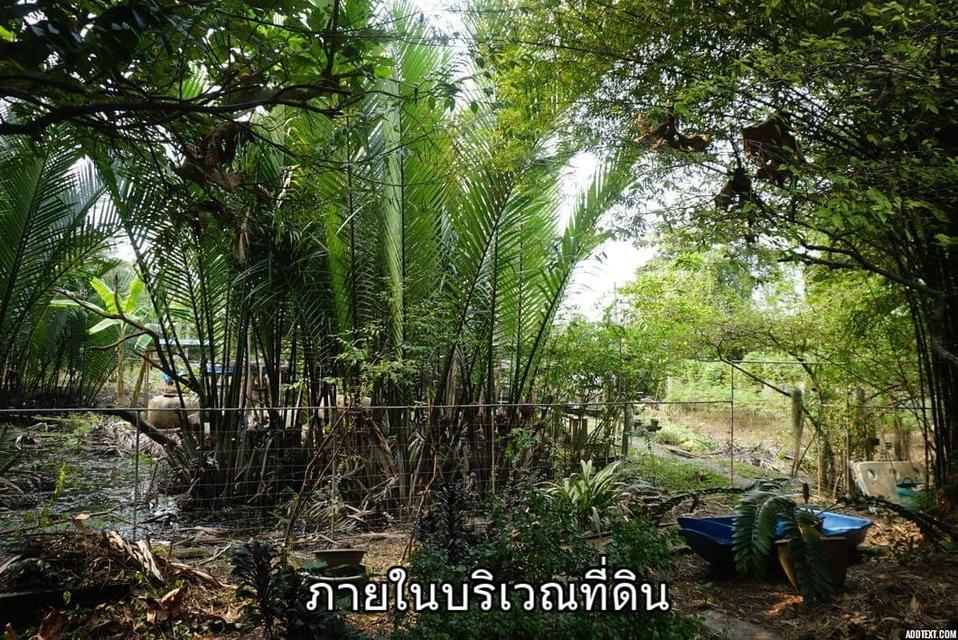ขายที่ดินติดแม่น้ำท่าจีน อ.สามพราน จ.นครปฐม 14
