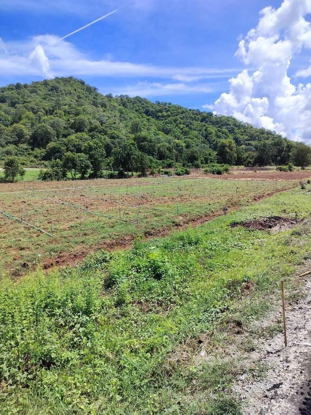 ที่ดินติดลาดยางหลัก กาญจนบุรี 15
