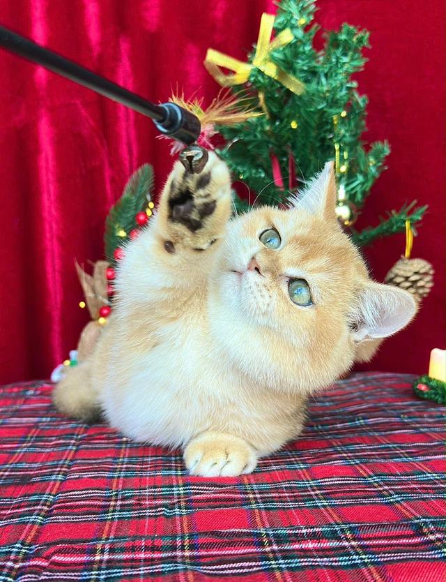 แมว มันช์กิ้น เด็กชาย