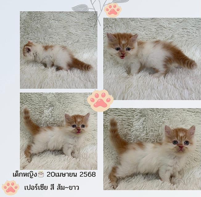 เปอร์เซียแท้
