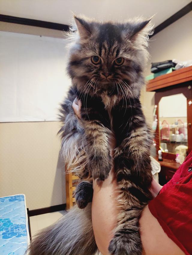 Cat for sell 4