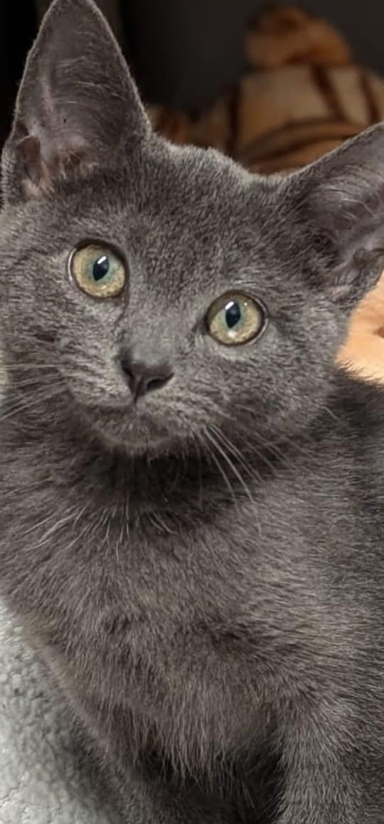 ลูกแมว Russian Blue พันธุ์แท้