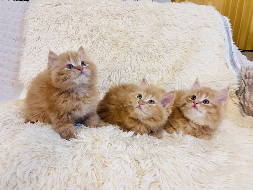 แมว เปอร์เซียสีส้ม สามสี รูปที่ 4