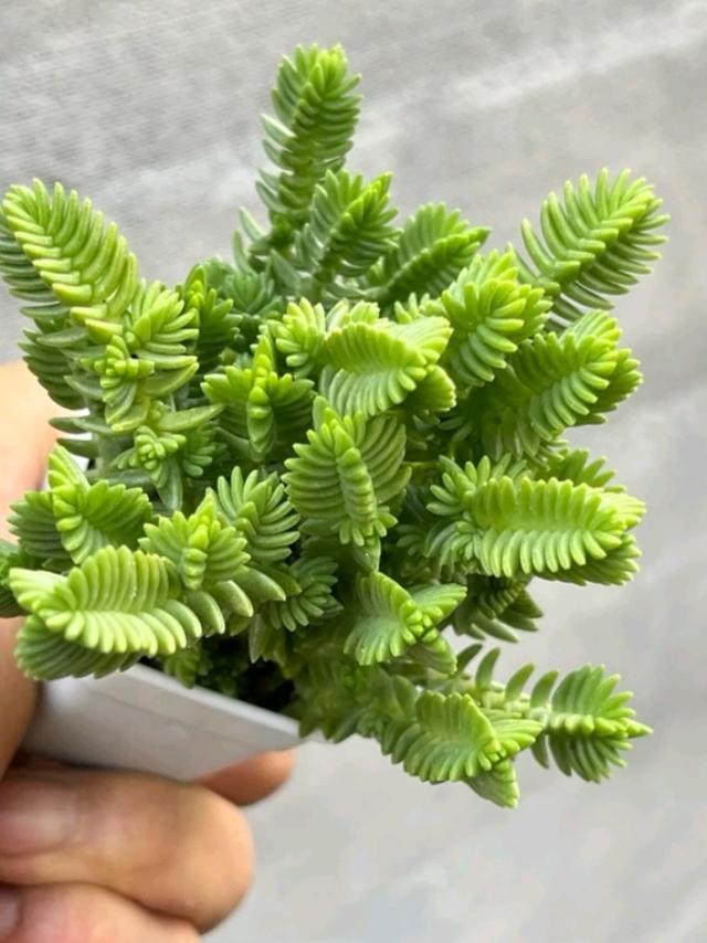 Crassula Ericoides ไม้อวบ