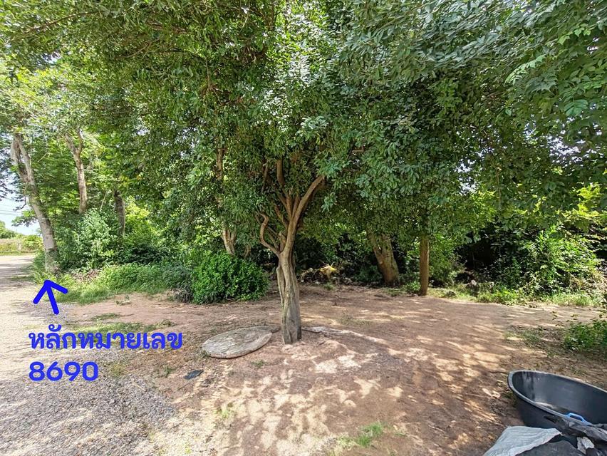 ขายที่ดิน โนนฝรั่ง หัวทะเล นครราชสีมา 4