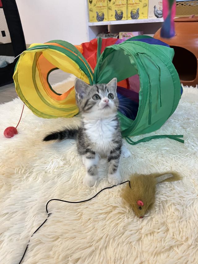 แมวสก๊อตติช   🥰😁😁❌❌❌❌ 10