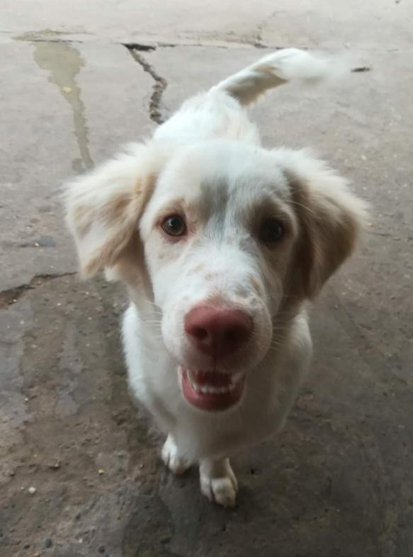 White Golden Retriever หมาน้อยจมูกชมพู