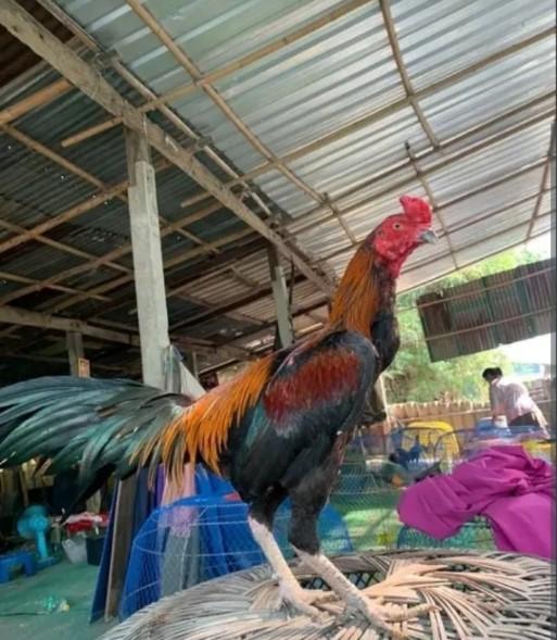 ไก่ชนพม่า 2