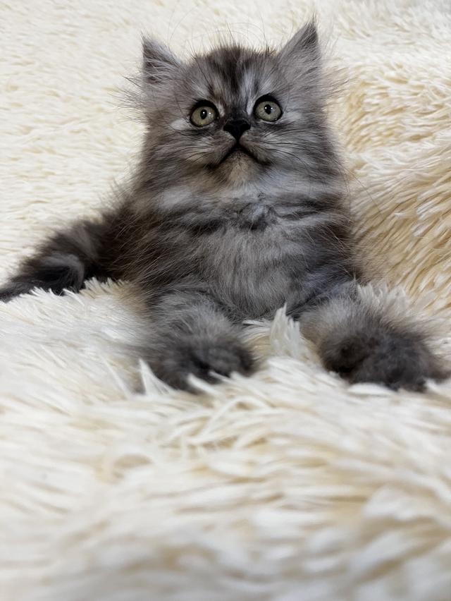 แมวเปอเซีย 🔥🔥🙂🙏สีบลู