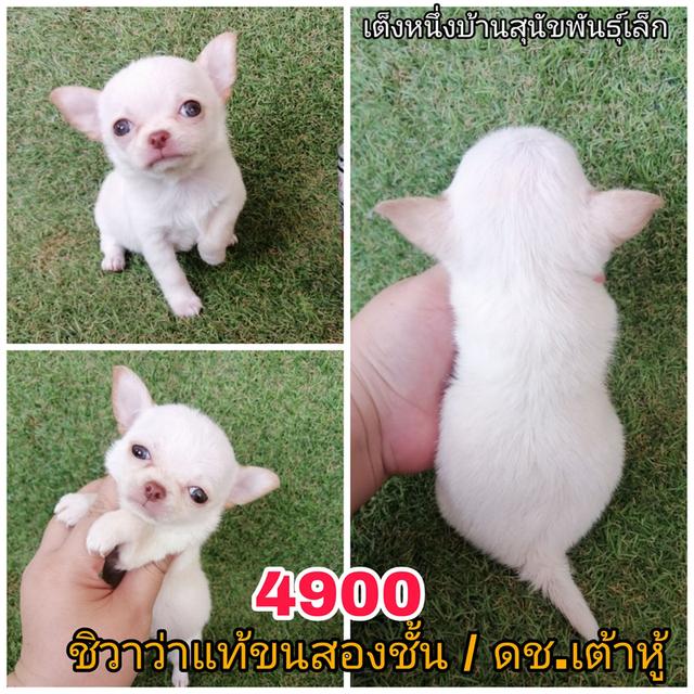 ชิวาว่าเเท้ ขนยาว ชายล้วน พร้อมย้าย