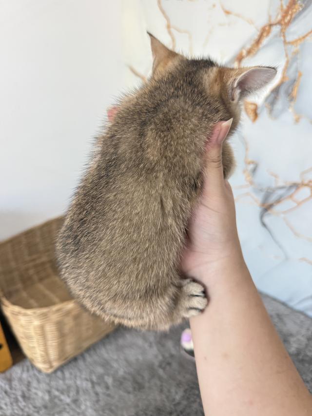 ลูกแมวพันธุ์บริติชแท้ รูปที่ 8