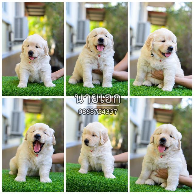 ขายลูกโกลเด้นแท้-ลูกโกลเด้นรีทรีฟเวอร์ พร้อมส่งลูกค้า กรุงเทพฯ,นนทบุรี,ปทุมธานี,สมุทรปราการ,ชลบุรี,ระยอง,โคราช,สระบุรี,ฉะเชิงเทรา,นครนายก ฯลฯ รูปที่ 4