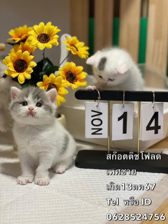 ลูกแมวสก๊อตติชโฟลด์