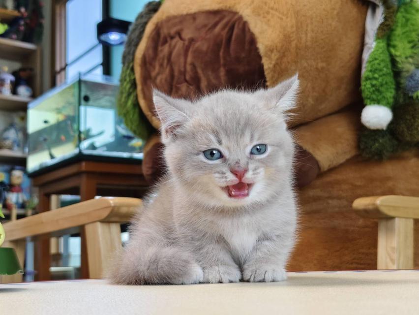 แมวขาสั้น Munchkin short leg chiangmai รูปที่ 13