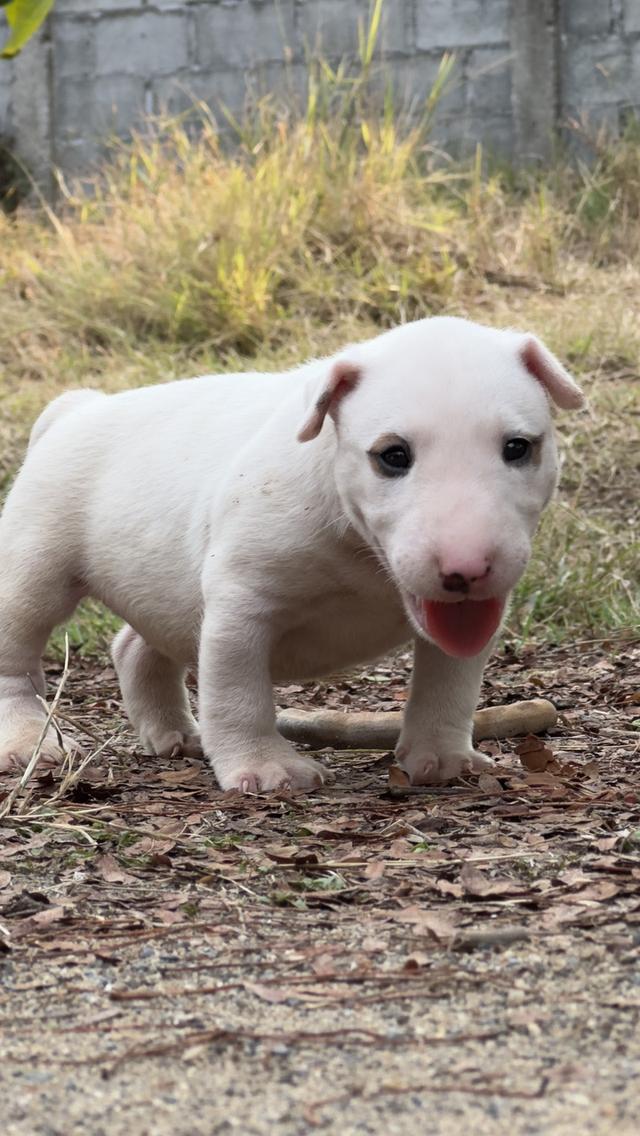 สุนัขบลูเทอเรีย Bullterrier std รูปย่อยที่ 3