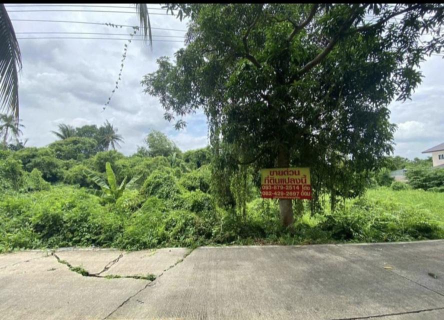 📢ขายด่วนที่ดิน 150 ตรว. ซอยบางกร่าง45 เมืองนนทบุรี จ.นนทบุรี รูปแปลงสวย ใกล้วัดแคใน‼️ เข้าออกได้หลายทาง