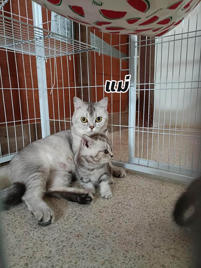 ลูกแมวสก็อตติช โฟลด์ แท้ อายุ 2 เดือน