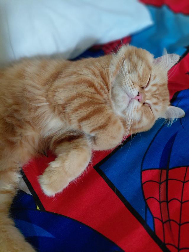 แมวเปอร์เซียแท้ไม่มีผสม