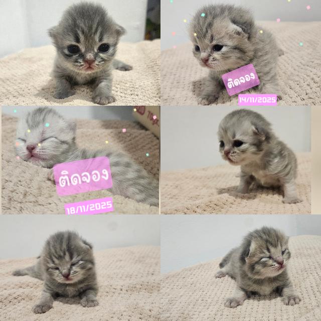 Scottish Fold  สก็อตติชโฟลด์ แท้ ระบบปิดเลี้ยงด้วยรัก รวมวัคซีน ถ่ายพยาธิ หยอดยากันปรสิตและไรหู สมุดวัคซีน