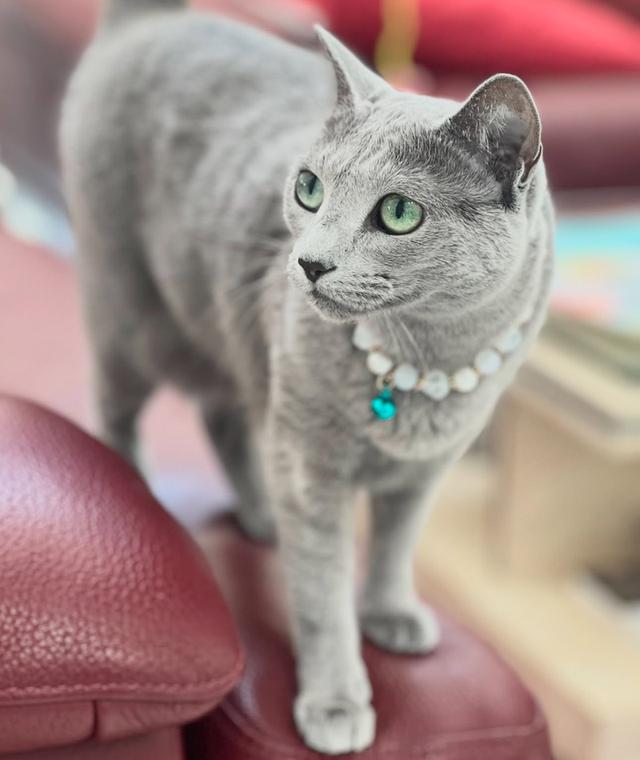 Russian Blue เกรดประกวด ราคาแบ่งปัน 2