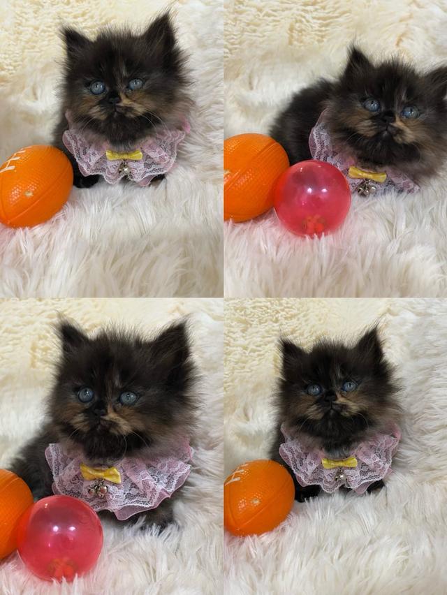 แมวเปอร์เซีย