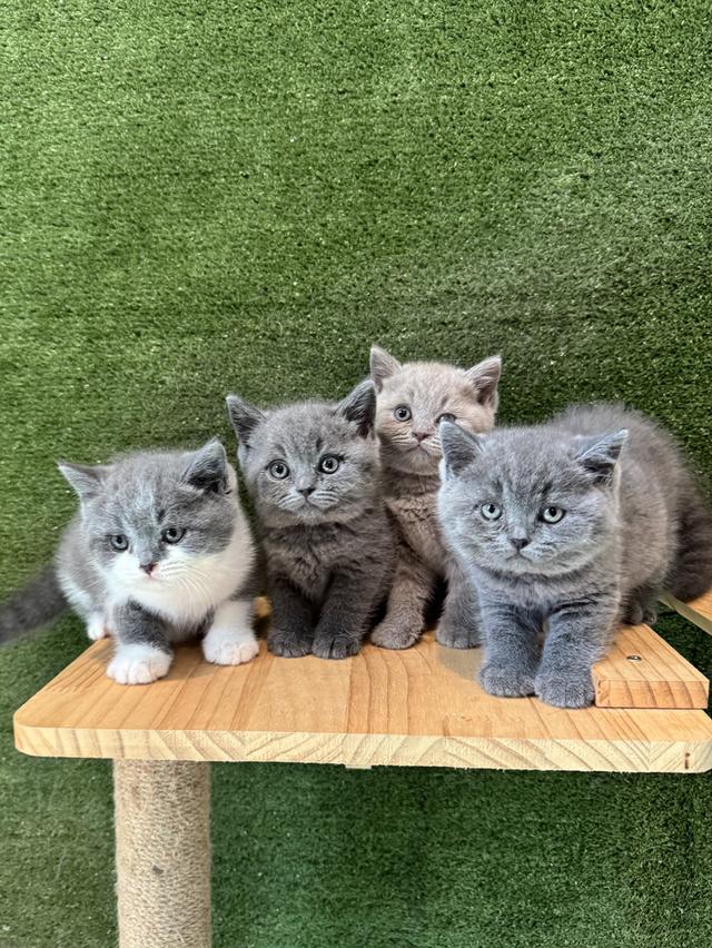 ลูกแมว British Shorthair ใบเพ็ด BCT