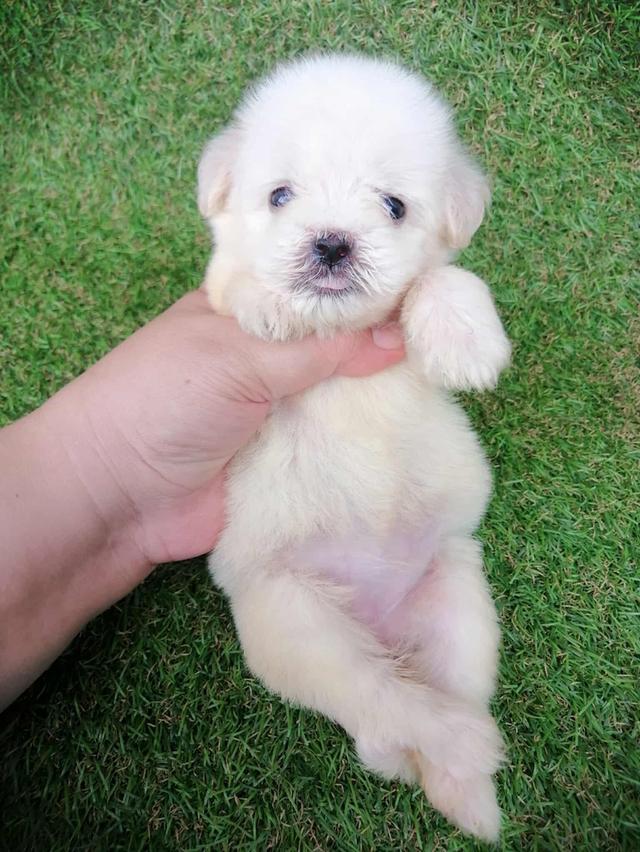 ดญ.กะทิ 3500