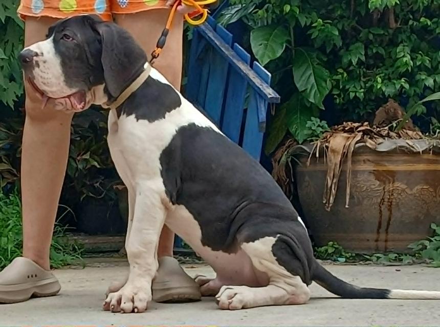 ลูกเกรทเดนคุณภาพ Great dane for sale รูปที่ 13