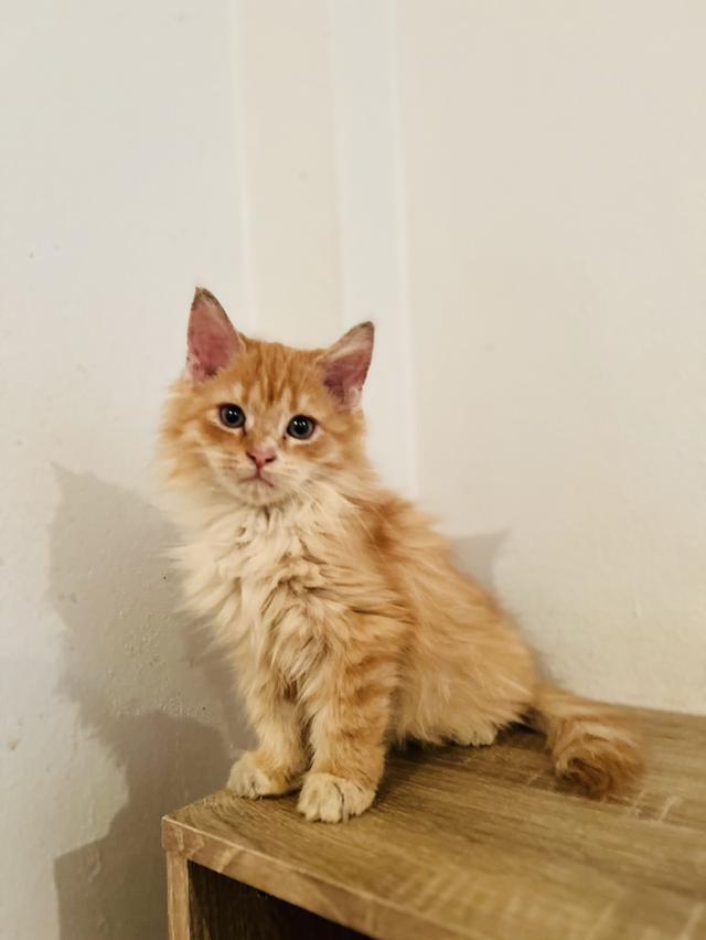 ลูกแมวเมนคูน