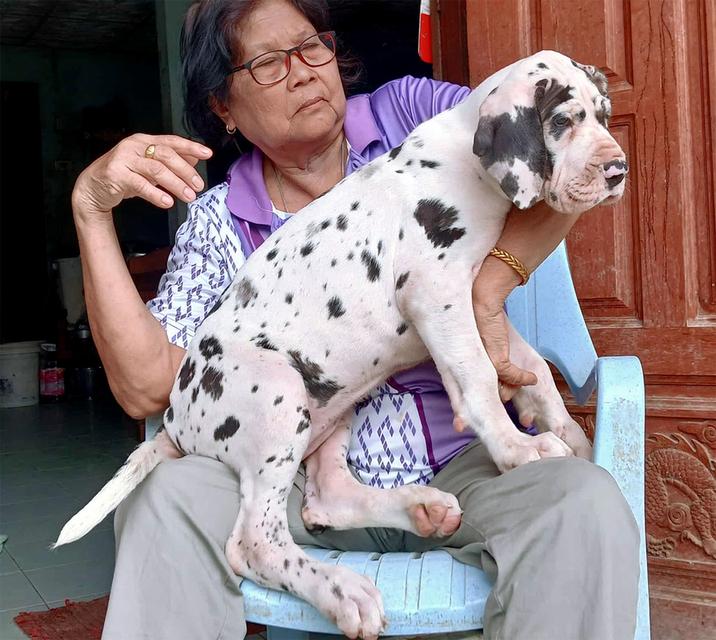 เกรทเดนสีขาวดำ เพศเมีย Great dane HLQ female