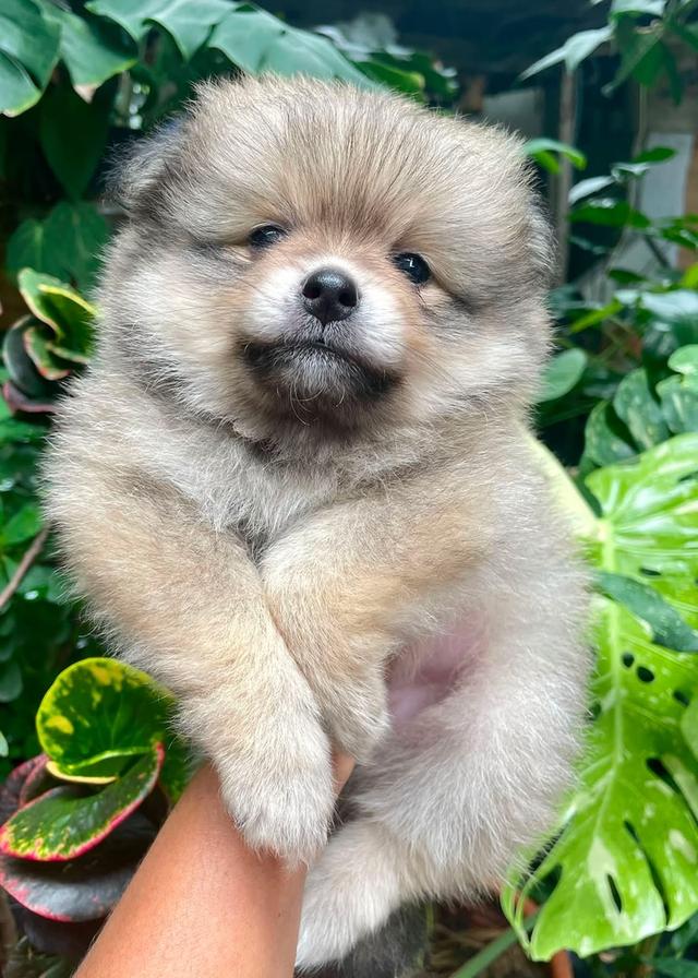 ลูกสุนัขพันธุ์ปอมเมอเรเนียน