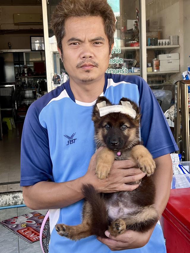 สุนัขเยอรมันเชฟเพริด 13