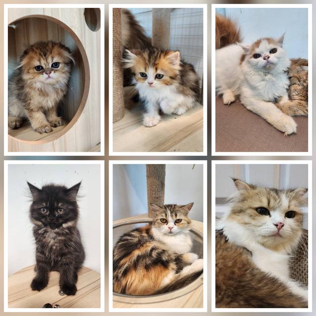 หาบ้านให้น้องๆ เพศเมีย ทุกตัว 2500