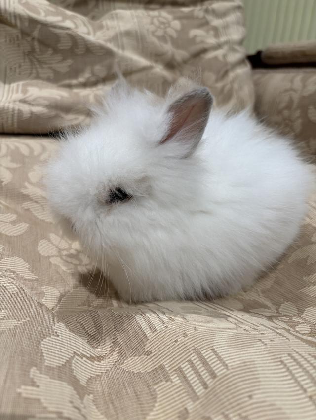 Teddy Bear Rabbit 