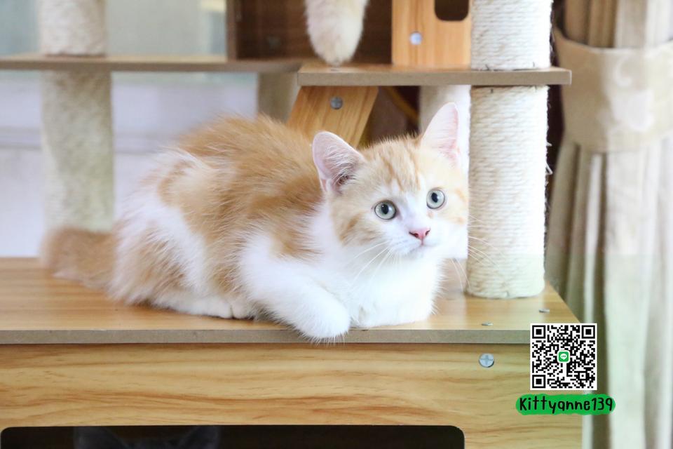 ลูกแมวบริติชหิมาลายันพร้อมย้ายบ้าน