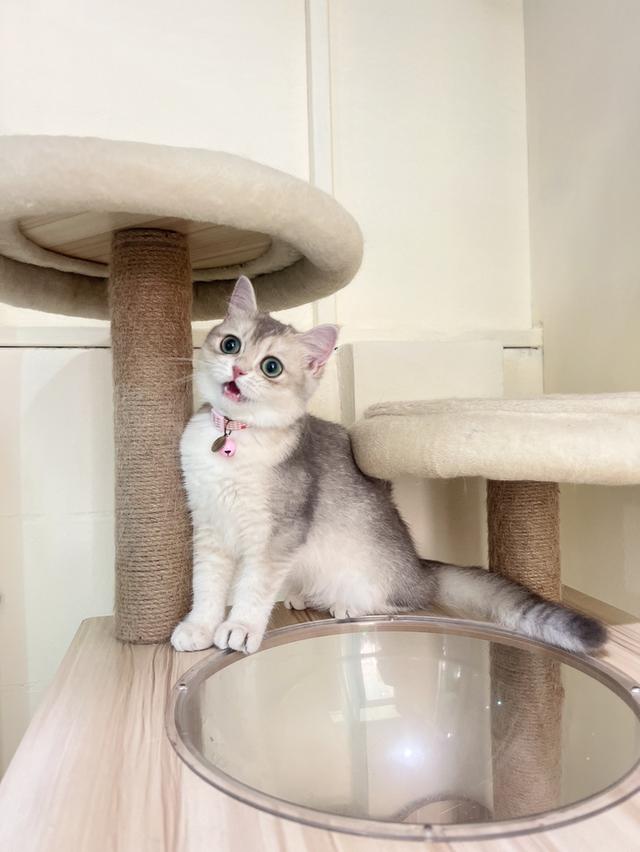 ดญ.บริติช(AY)พร้อมย้าย 2