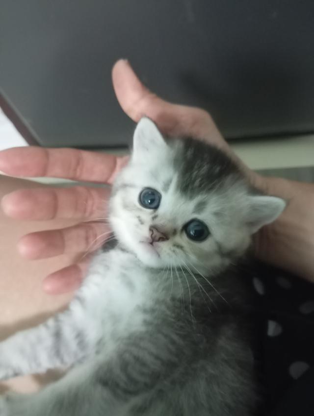 แมวบริติช🎂09/09 5