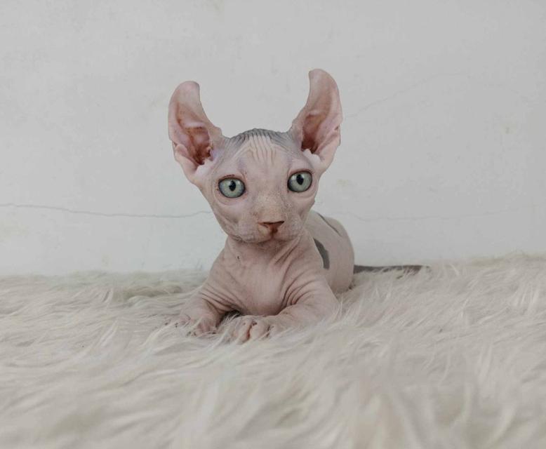31.แมวดเวล/เพศผู้ หาบ้าน Dwelf Cat/Male looking for a new home 2