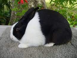 กระต่าย ดัช 4