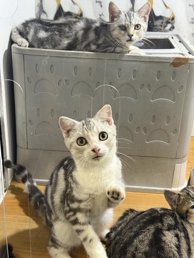 แมวสก๊อตติชแท้ 2