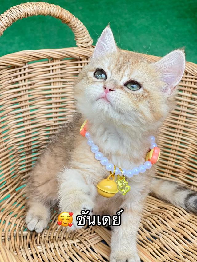 ดช.บริติช ช็อตแฮร์ (ny) รูปที่ 2