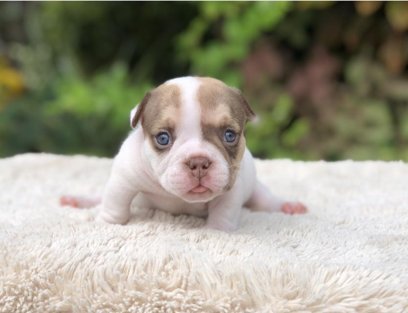 ลูกสุนัขอเมริกันบูลลี่ 4