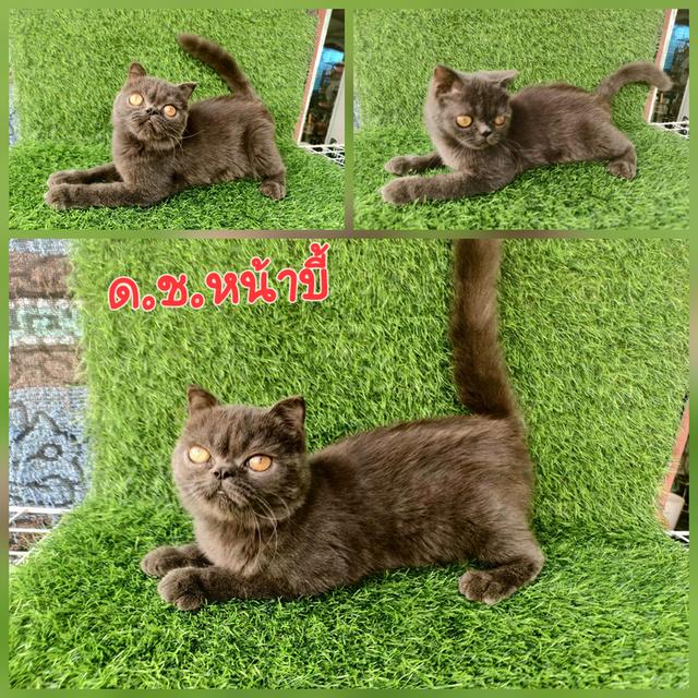 น้อง เอ๊กโซติก เพศชาย