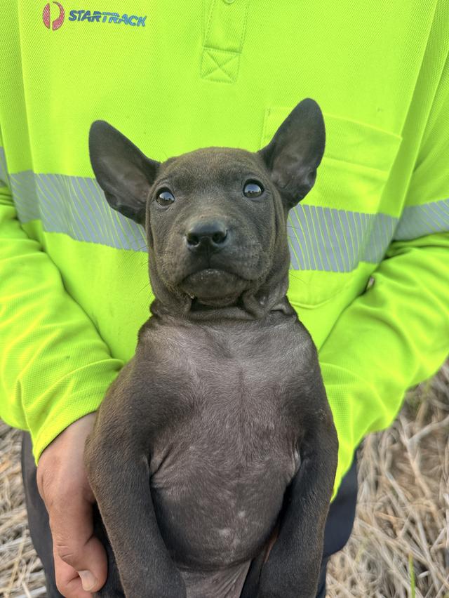 สุนัขไทยหลังอาน เลือด 100% รูปที่ 4